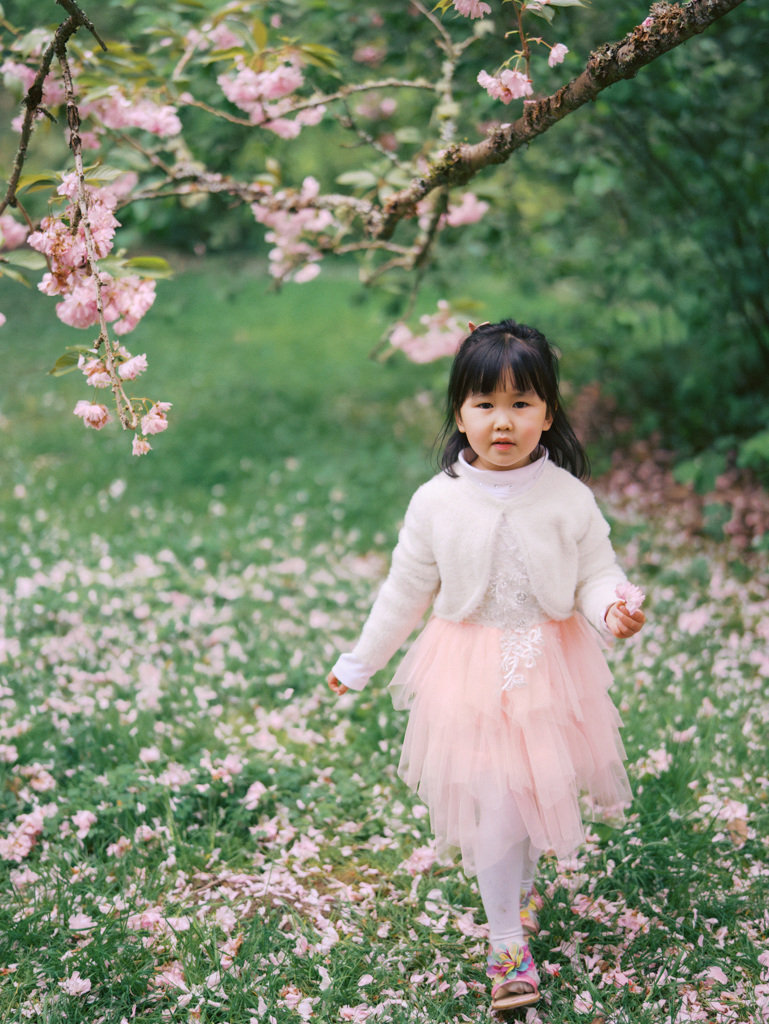 Little girl walking through UW Arboretum cherry blossoms in Seattle, captured by Seattle maternity photographer Tanya Zagumenov